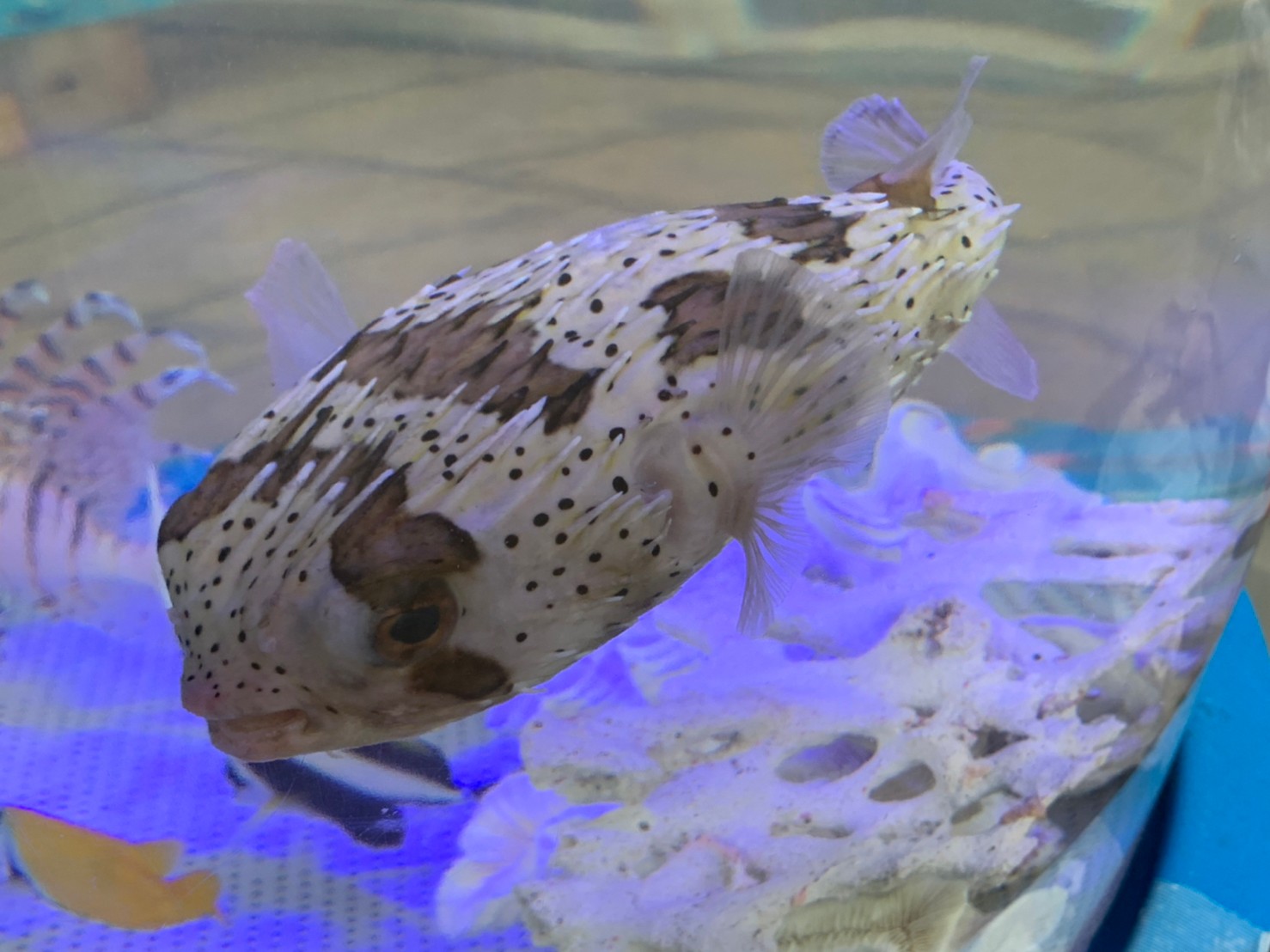 �ړ������� �ӂꂠ��������