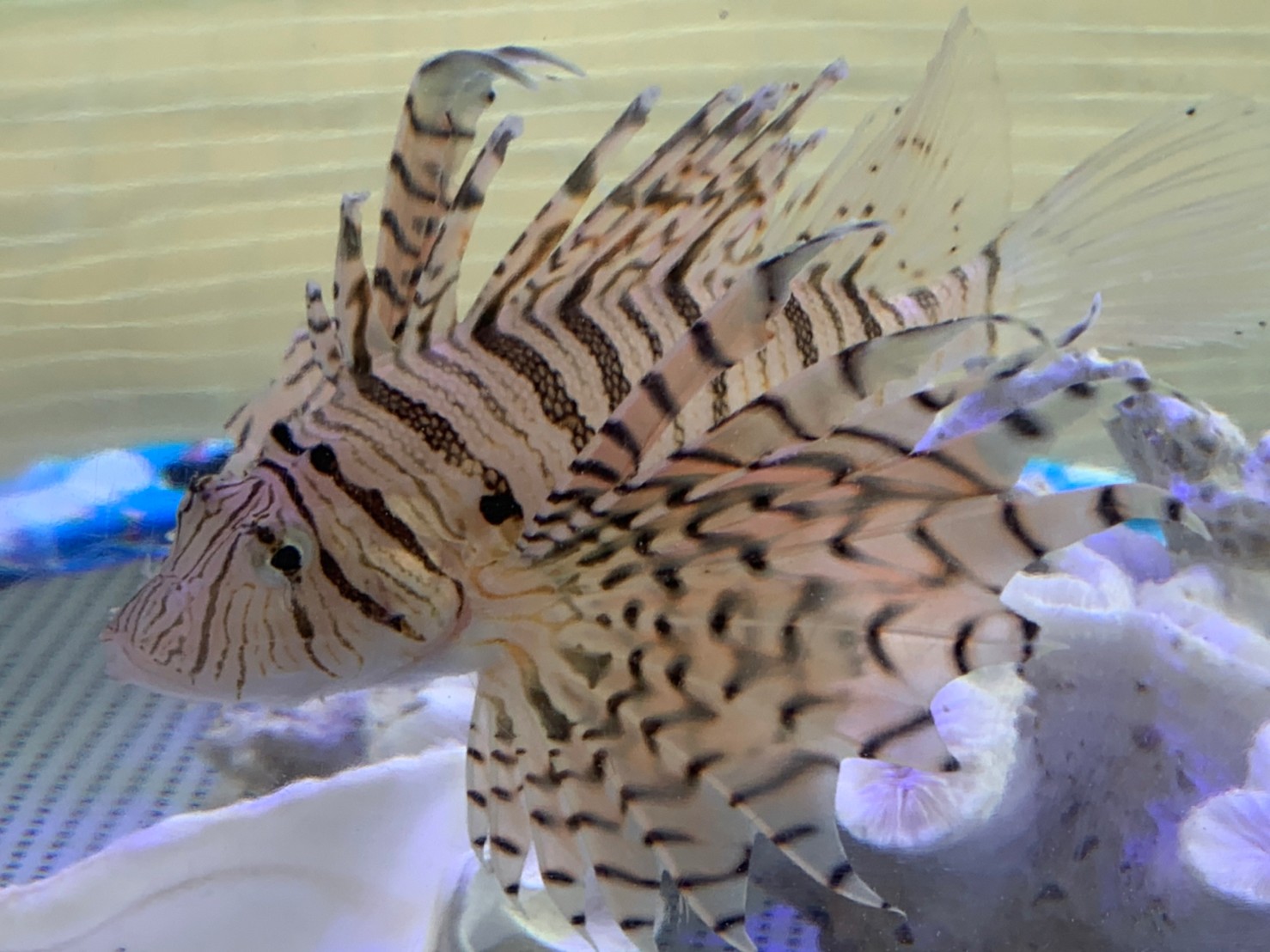 �ړ������� �ӂꂠ��������