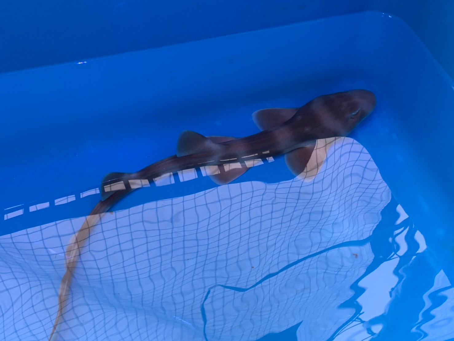 �ړ������� �ӂꂠ��������