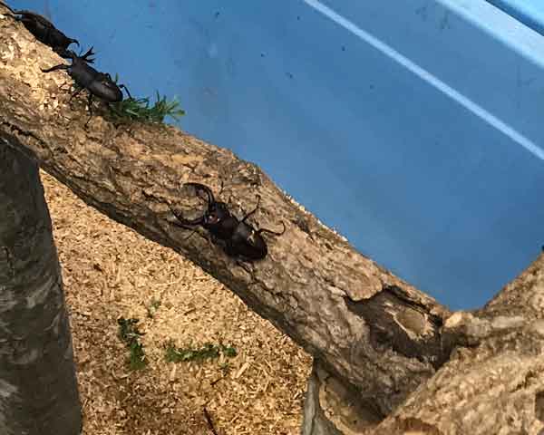 �ӂꂠ�������ف@�J�u�N���W