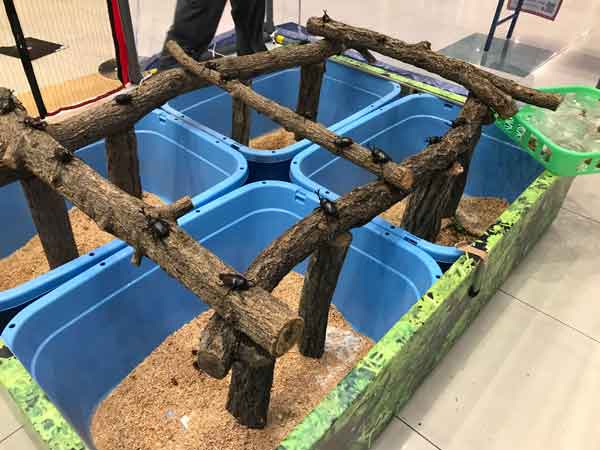 �ӂꂠ�������ف@�J�u�N���W