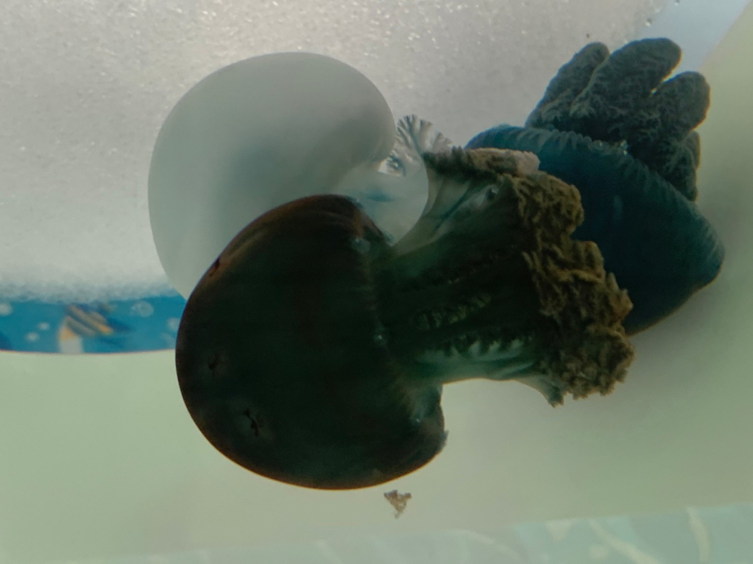 �ړ������� �ӂꂠ��������