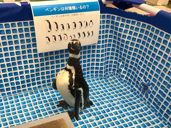 移動水族館 ふれあい水族館